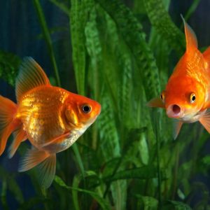 Gold Fish Small