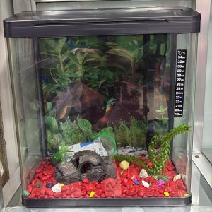 Decorated Tank 38cm With Cover