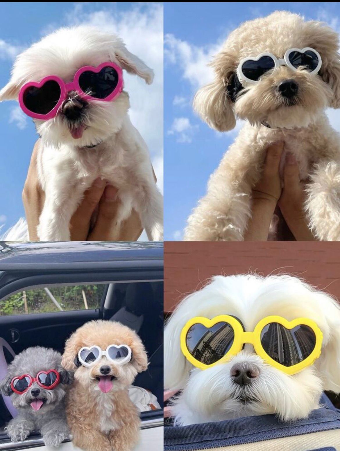 Cat Sun Glasses