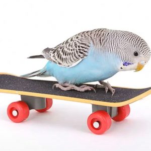 Bird Skate Board