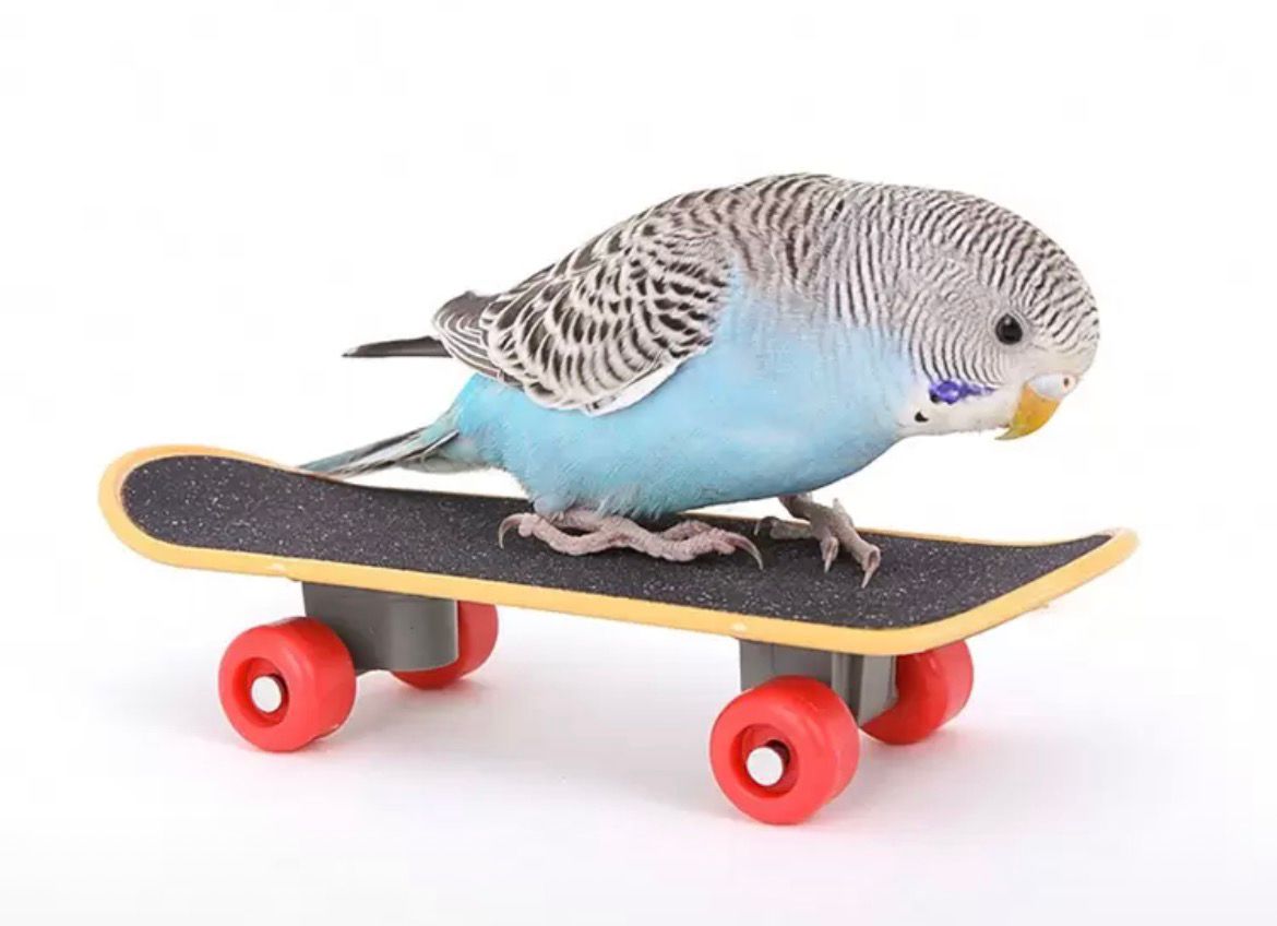 Bird Skate Board